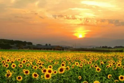girasole