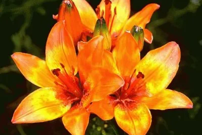 LILIUM