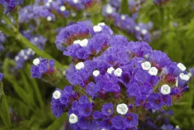 LIMONIUM