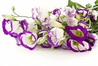 LISIANTHUS