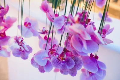 ORCHIDEA