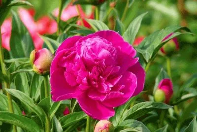 PEONIA