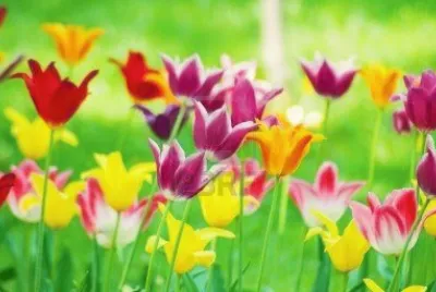 TULIPANO