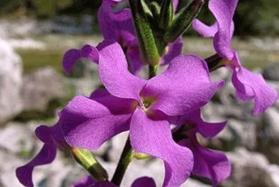 VIOLACIOCCA