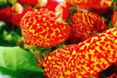 Calceolaria