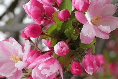 Begonia