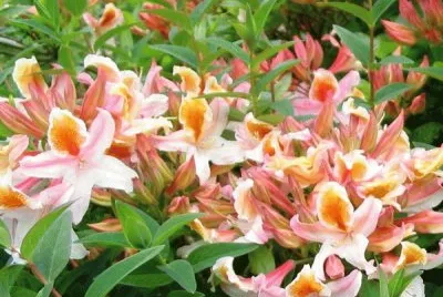 azalea