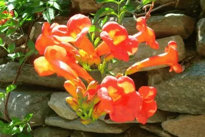 Bignonia