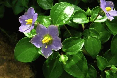 Exacum affine