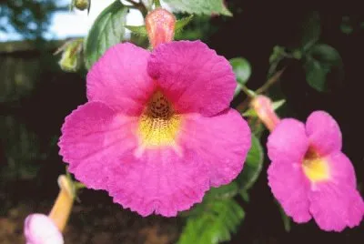 Achimenes
