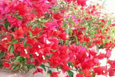 Bougainville