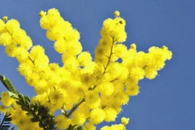 Mimosa