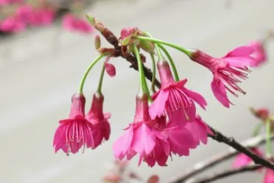 sakura