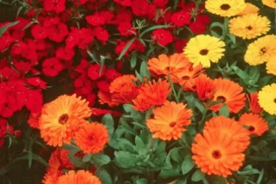 Calendula