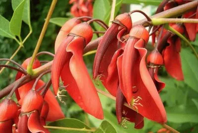 Beloperone guttata