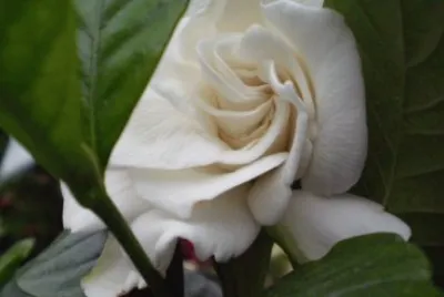 Gardenia