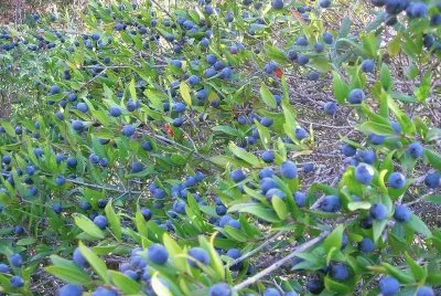 Mirto