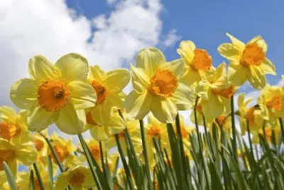 Narciso