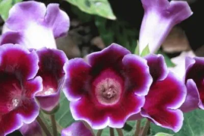 Sinningia speciosa