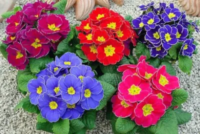 Primula