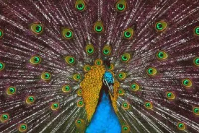 Beautiful Peacock