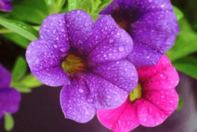 Petunia