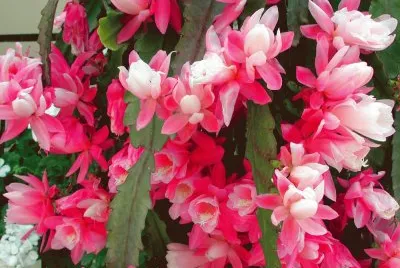 Sea of Flowers