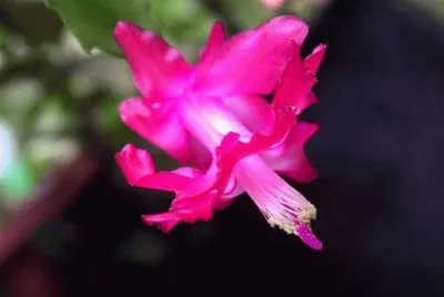 Schlumbergera jigsaw puzzle