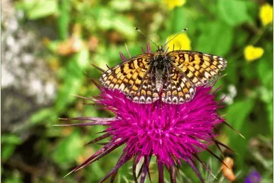 Flower and Butterfly Greece