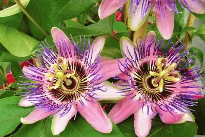 Passiflora caerulea jigsaw puzzle