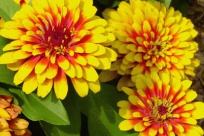 Zinnia jigsaw puzzle