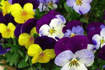 Viola jigsaw puzzle