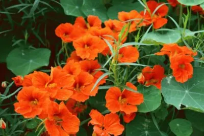 Nasturzio jigsaw puzzle