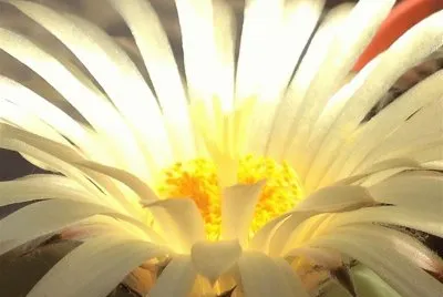 Astrophytum jigsaw puzzle