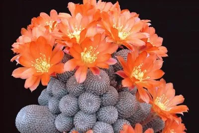 Rebutia jigsaw puzzle