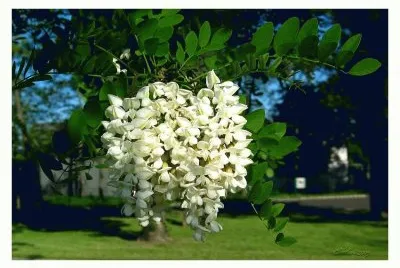 Acacia jigsaw puzzle