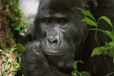 Mountain Gorilla  Uganda