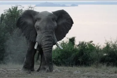 Whats-up  Uganda