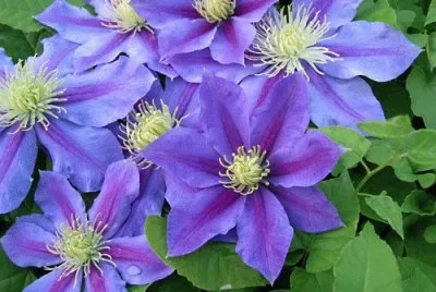 Clematide jigsaw puzzle