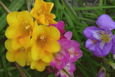 Fresia jigsaw puzzle
