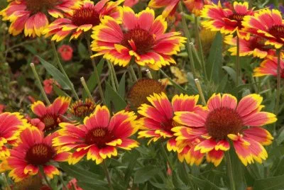 Gaillardia jigsaw puzzle
