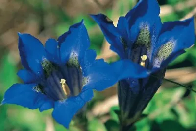 Genziana jigsaw puzzle