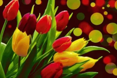 Tulips