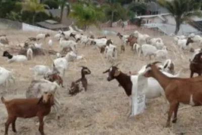 Grazing Fire Prevention Goats-Lemon Grove