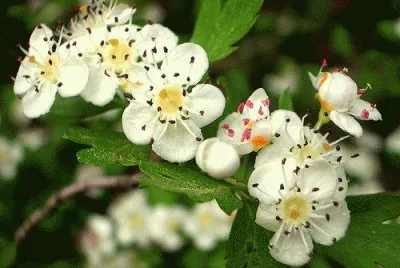 Biancospino jigsaw puzzle
