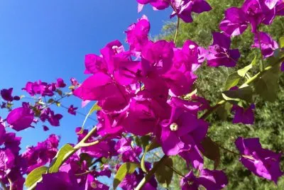 Bougainville jigsaw puzzle