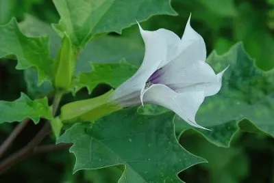 Datura