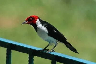 Pássáro da Cabeça Vermelha