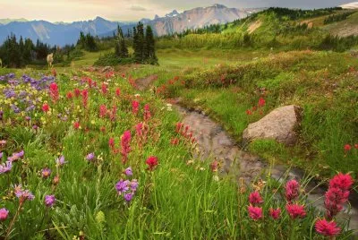 Campo de Fores Selvagens