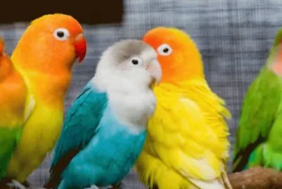 פאזל של Birds
